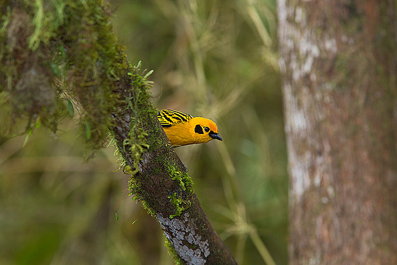 Golden tanager KAC0444