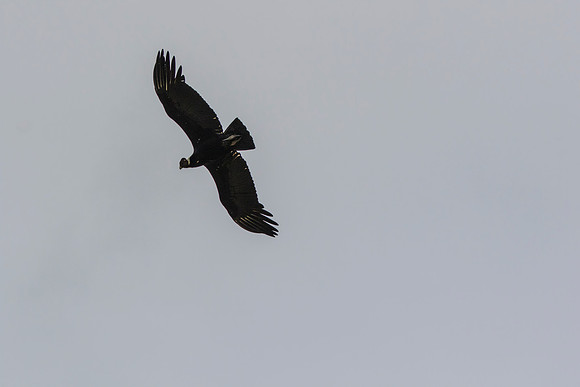 Andean Condor KAC8509