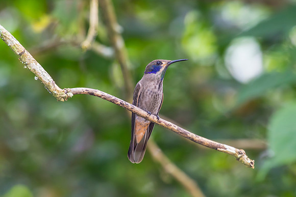 Brown violetear hummingbird KAC9458
