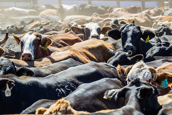 Cattle in Pen KAC5508