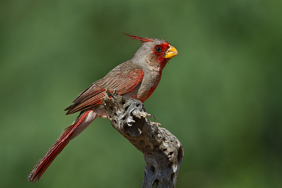 Pyrrhuloxia KAC1463