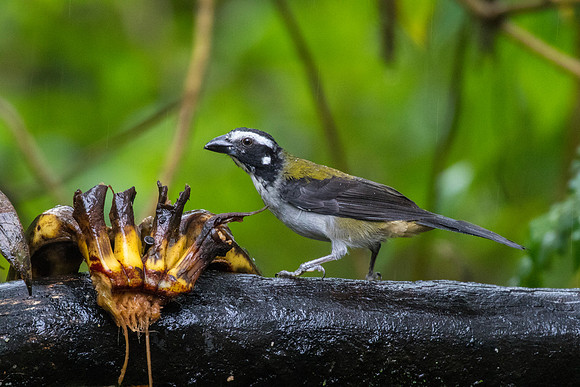 Black-winged saltator KAC0039