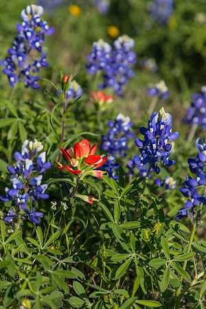 Indian Paintbrush KAC0765