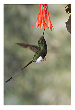 booted racket-tail hummingbird KAC8228