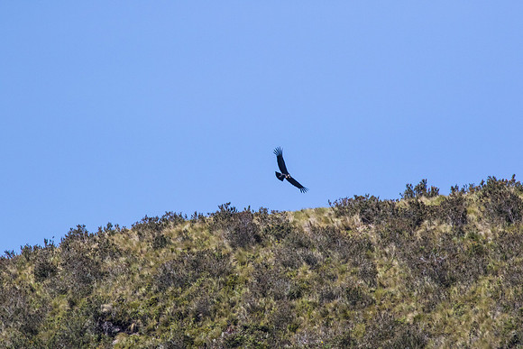 Andean Condor KAC8424