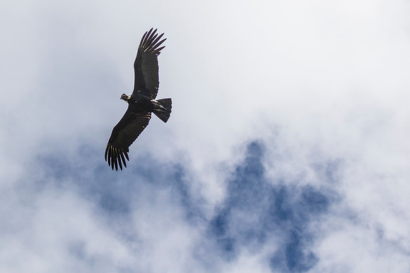 Andean Condor KAC8500