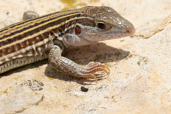 Common Spotted Whiptail Lizard KAC0130