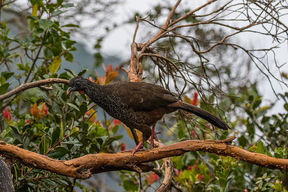 Andean guan KAC9179