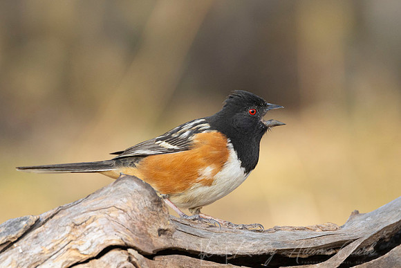 Spotted towhee KAC9627