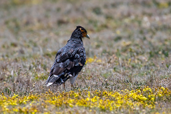 Carunculated caracara KAC8598