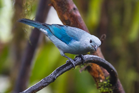 Blue-gray tanager KAC9380