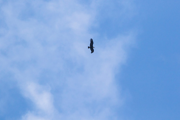 Andean Condor KAC8342