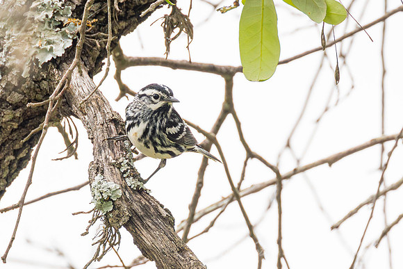 Black-and-white warbler KAC6080