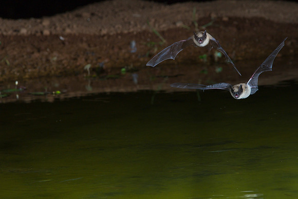 Arizona myotis Bat KAC8885