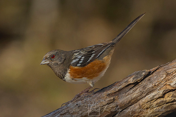 Spotted towhee KAC1560