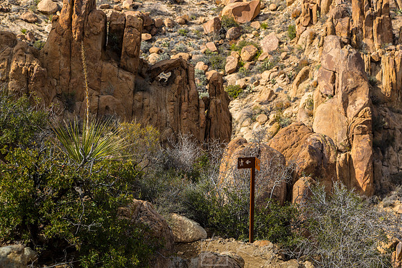 Grapevine Hills Big Bend KAC0110